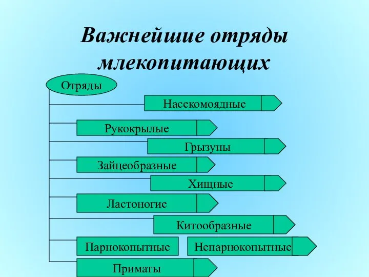 Важнейшие отряды млекопитающих Насекомоядные Рукокрылые Грызуны Зайцеобразные Хищные Ластоногие Китообразные Парнокопытные Приматы Непарнокопытные Отряды