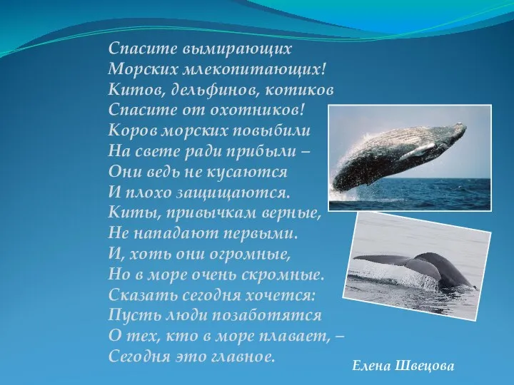 Елена Швецова Спасите вымирающих Морских млекопитающих! Китов, дельфинов, котиков Спасите от