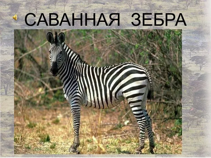 САВАННАЯ ЗЕБРА