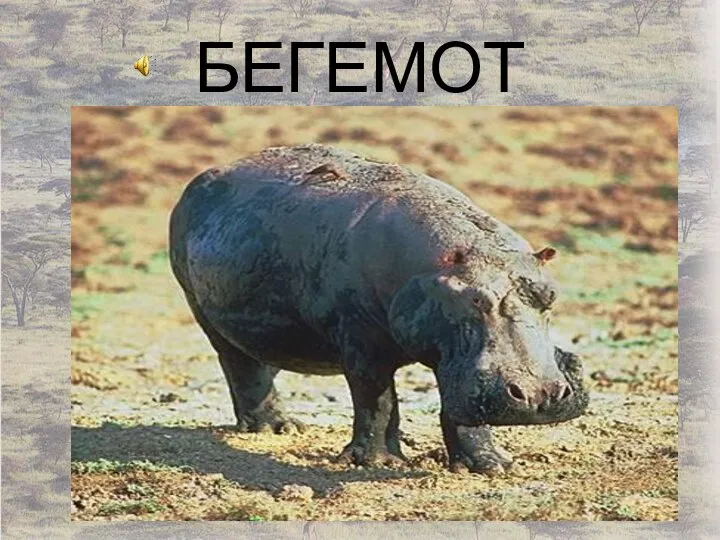 БЕГЕМОТ