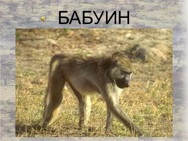 БАБУИН