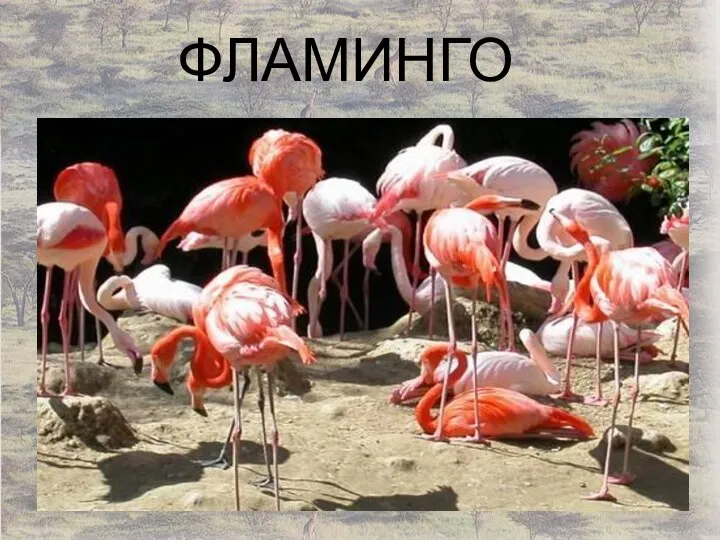 ФЛАМИНГО