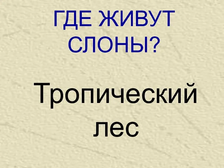 ГДЕ ЖИВУТ СЛОНЫ? Тропический лес