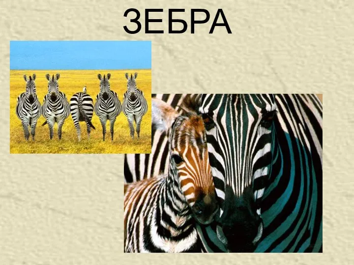 ЗЕБРА