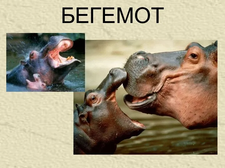 БЕГЕМОТ