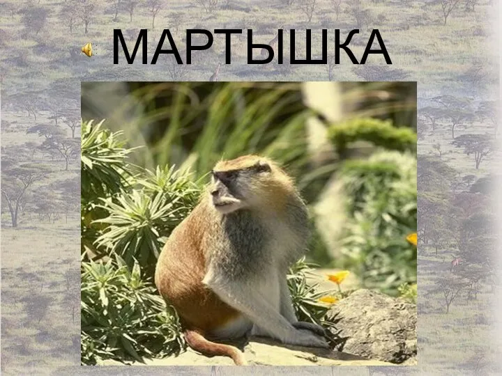 МАРТЫШКА