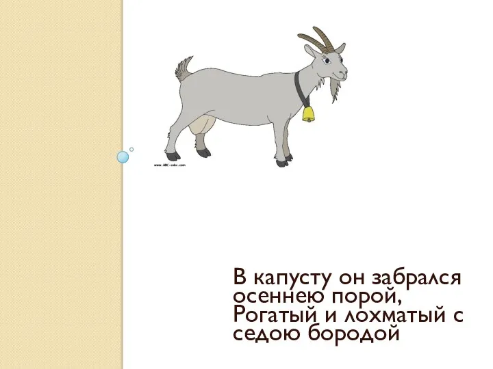 В капусту он забрался осеннею порой, Рогатый и лохматый с седою бородой