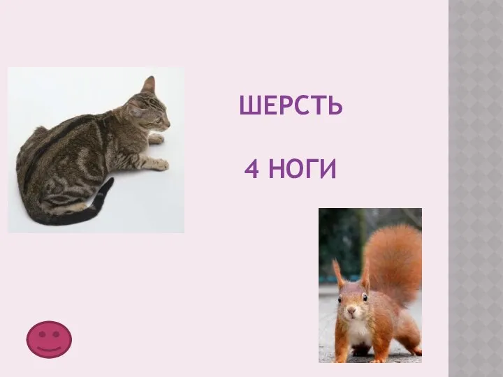 Шерсть 4 ноги