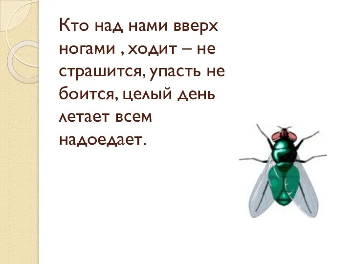 Кто над нами вверх ногами , ходит – не страшится, упасть