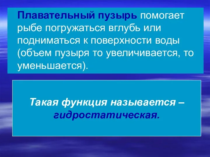 Плавательный пузырь помогает рыбе погружаться вглубь или подниматься к поверхности воды