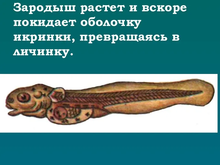 Зародыш растет и вскоре покидает оболочку икринки, превращаясь в личинку.