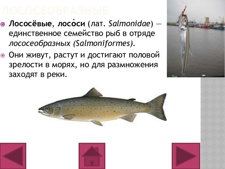 ЛОСОСЕОБРАЗНЫЕ Лососёвые, лосо́си (лат. Salmonidae) — единственное семейство рыб в отряде