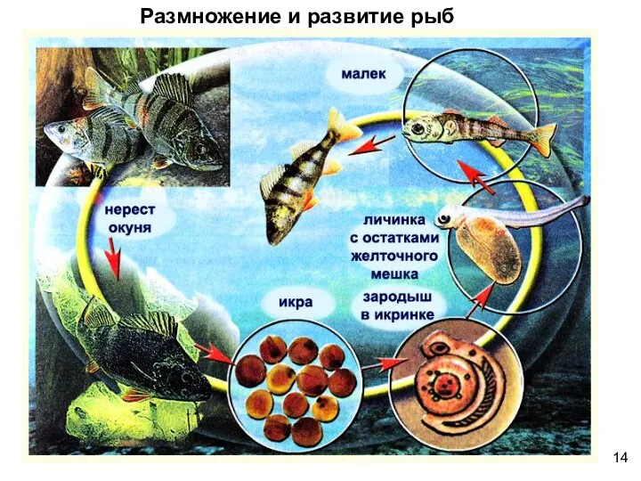 Размножение и развитие рыб 14