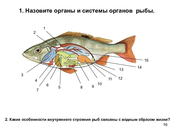 16 1. Назовите органы и системы органов рыбы. 1 2 3