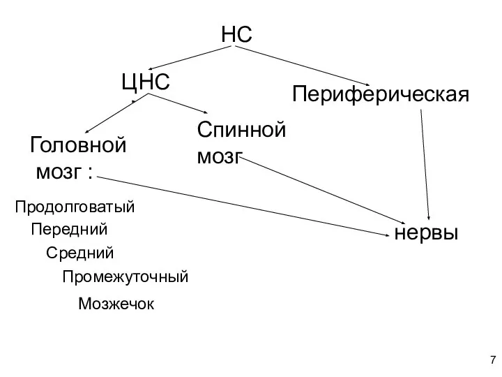 НС ЦНС Периферическая нервы Головной мозг : Спинной мозг Продолговатый Передний Средний Промежуточный Мозжечок 7