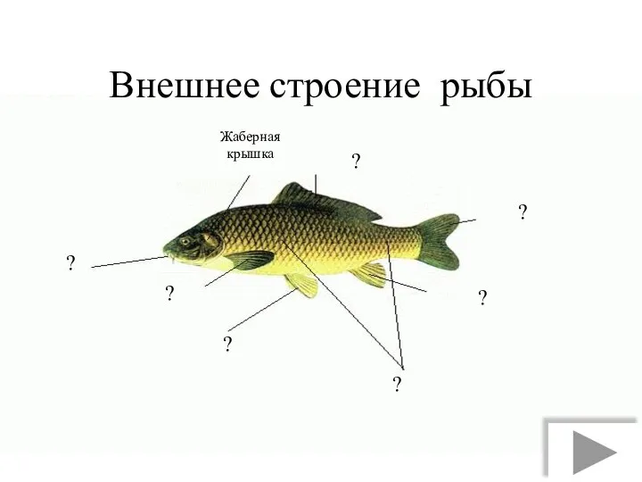 Внешнее строение рыбы ? ? ? ? ? ? ? Жаберная крышка