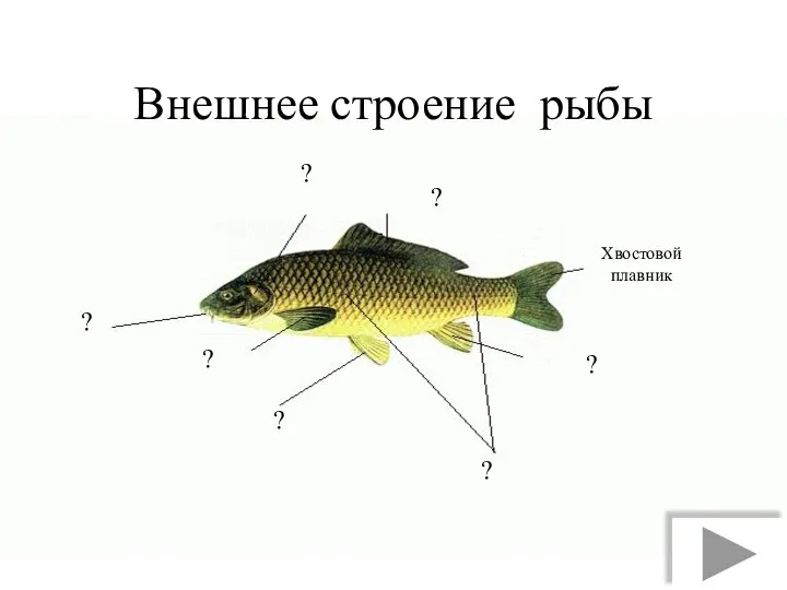 Внешнее строение рыбы ? Хвостовой плавник ? ? ? ? ? ?