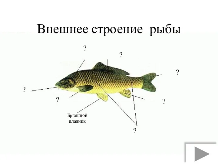 Внешнее строение рыбы ? ? ? Брюшной плавник ? ? ? ?