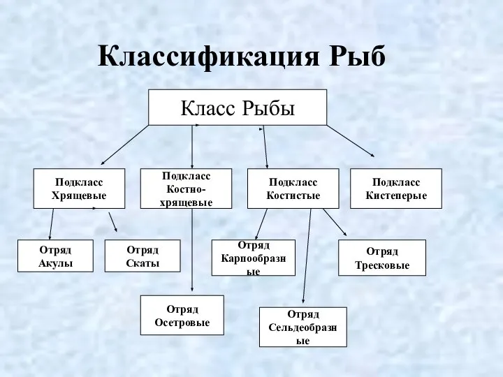 Классификация Рыб Класс Рыбы Подкласс Хрящевые Подкласс Костно-хрящевые Подкласс Костистые Подкласс