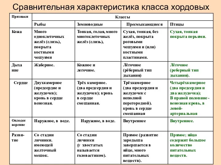 Сравнительная характеристика класса хордовых