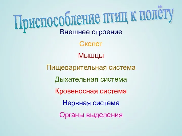 Органы выделения Нервная система Кровеносная система Дыхательная система Пищеварительная система Мышцы