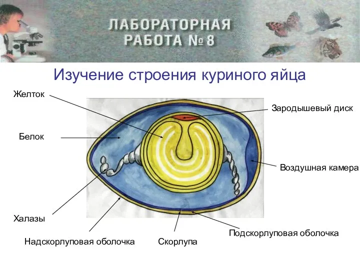 Изучение строения куриного яйца Желток Белок Халазы Скорлупа Подскорлуповая оболочка Надскорлуповая оболочка Зародышевый диск Воздушная камера