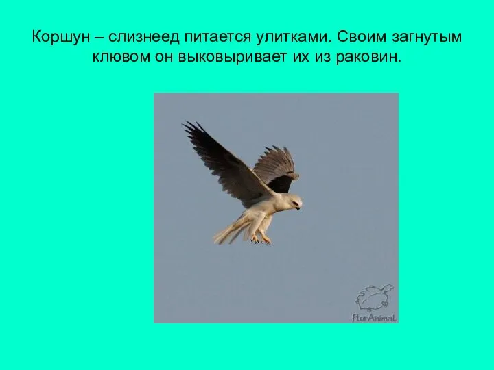 Коршун – слизнеед питается улитками. Своим загнутым клювом он выковыривает их из раковин.