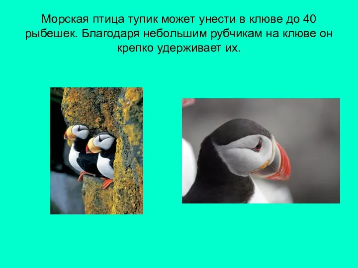 Морская птица тупик может унести в клюве до 40 рыбешек. Благодаря