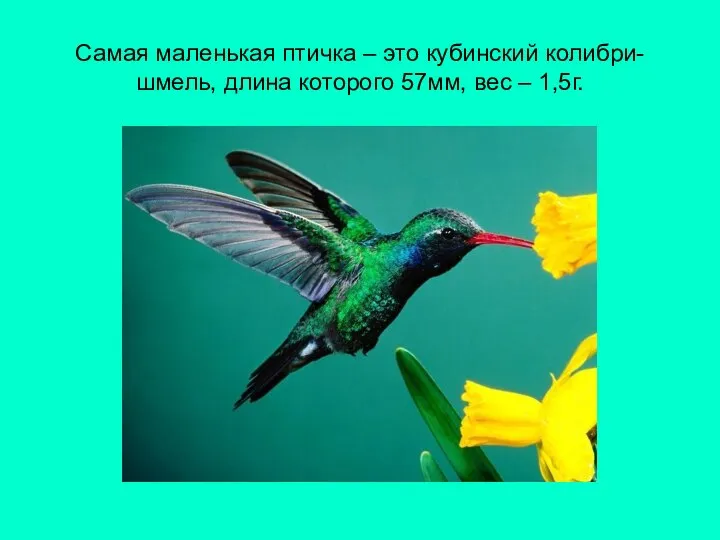 Самая маленькая птичка – это кубинский колибри-шмель, длина которого 57мм, вес – 1,5г.