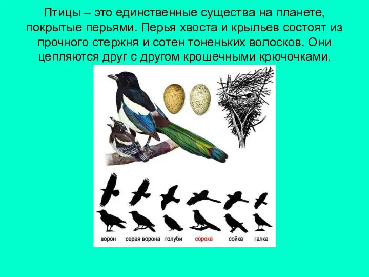 Птицы – это единственные существа на планете, покрытые перьями. Перья хвоста