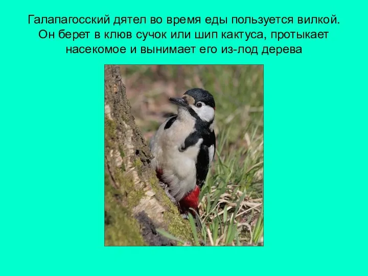 Галапагосский дятел во время еды пользуется вилкой. Он берет в клюв