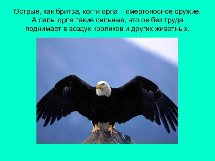 Острые, как бритва, когти орла – смертоносное оружие. А лапы орла