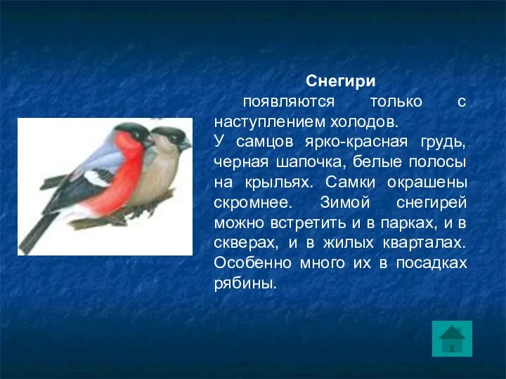 Снегири появляются только с наступлением холодов. У самцов ярко-красная грудь, черная