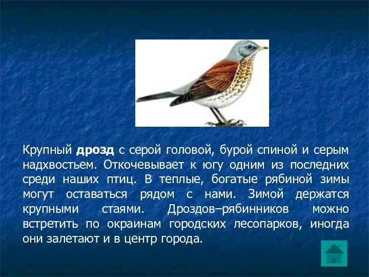 Крупный дрозд с серой головой, бурой спиной и серым надхвостьем. Откочевывает