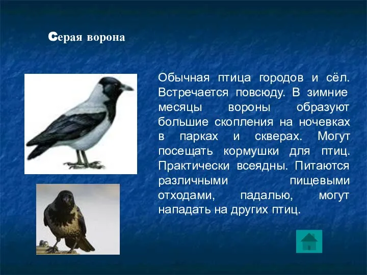 Обычная птица городов и сёл. Встречается повсюду. В зимние месяцы вороны