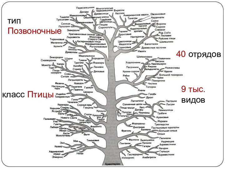 тип Позвоночные класс Птицы 40 отрядов 9 тыс. видов