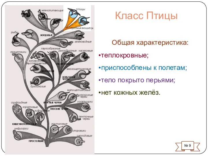 Класс Птицы № 9 Общая характеристика: теплокровные; приспособлены к полетам; тело покрыто перьями; нет кожных желёз.