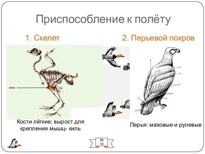 Приспособление к полёту 1. Скелет 2. Перьевой покров № 10 Перья: