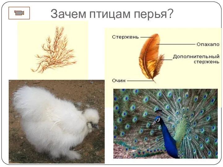 Зачем птицам перья?