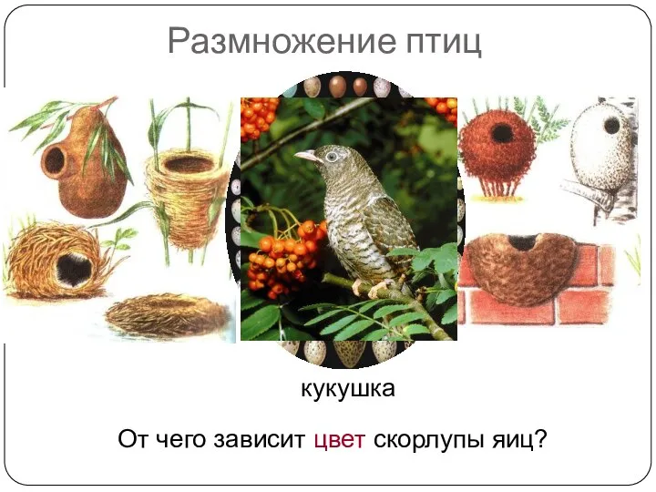 Размножение птиц Какая птица не строит гнезда? От чего зависит цвет скорлупы яиц? кукушка