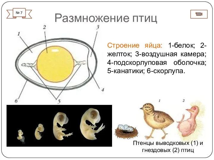 Размножение птиц Строение яйца: 1-белок; 2-желток; 3-воздушная камера; 4-подскорлуповая оболочка; 5-канатики;