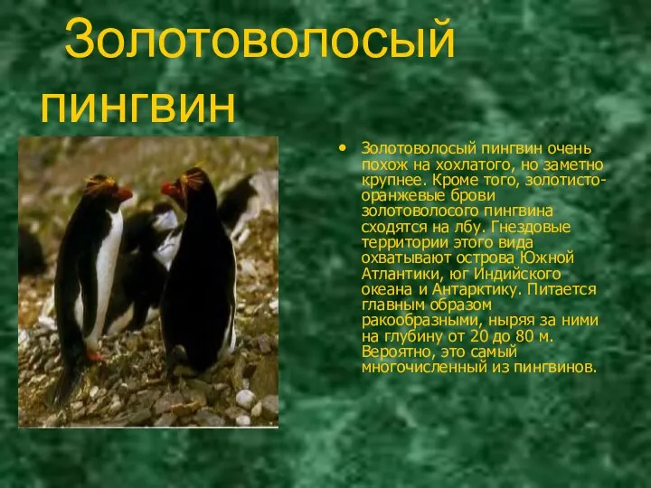 Золотоволосый пингвин Золотоволосый пингвин очень похож на хохлатого, но заметно крупнее.