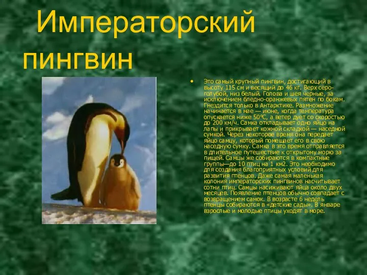 Императорский пингвин Это самый крупный пингвин, достигающий в высоту 115 см