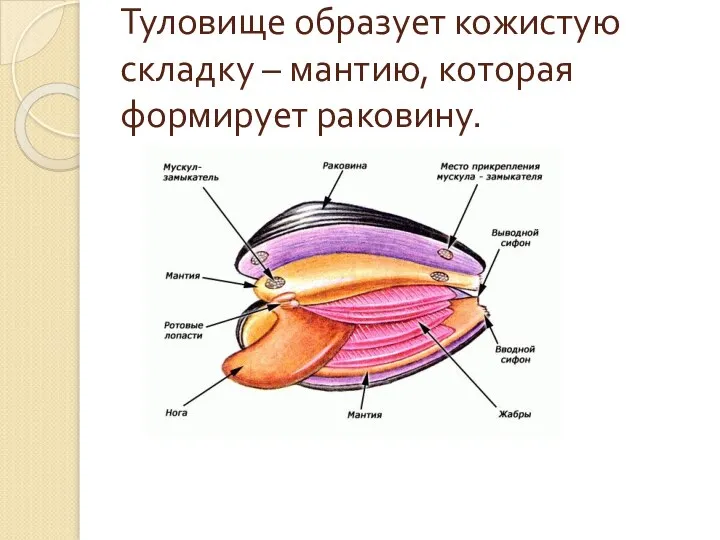 Туловище образует кожистую складку – мантию, которая формирует раковину.