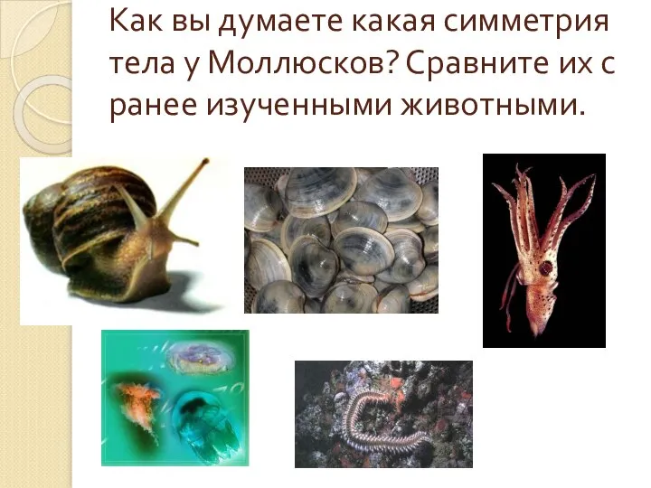 Как вы думаете какая симметрия тела у Моллюсков? Сравните их с ранее изученными животными. т