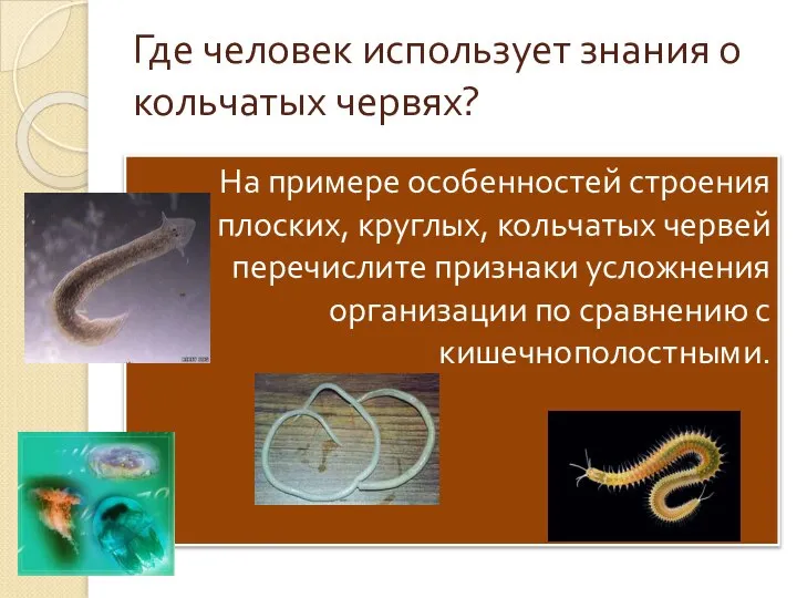 Где человек использует знания о кольчатых червях? На примере особенностей строения