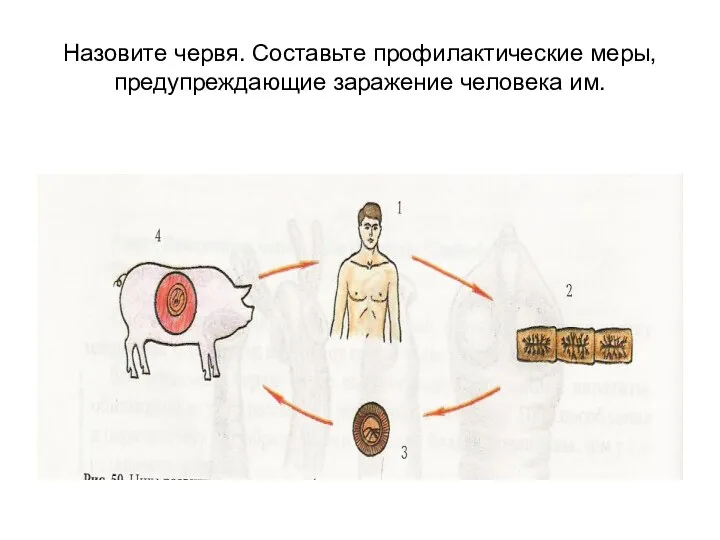 Назовите червя. Составьте профилактические меры, предупреждающие заражение человека им.