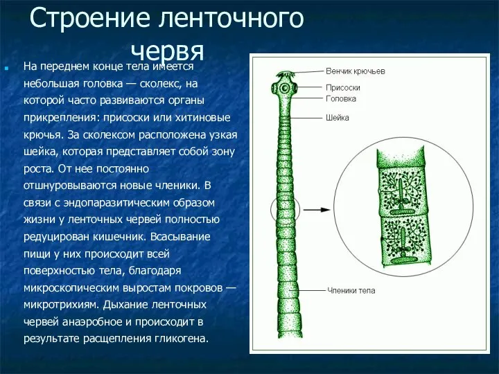 Строение ленточного червя На переднем конце тела имеется небольшая головка —