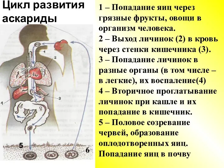 Цикл развития аскариды 1 – Попадание яиц через грязные фрукты, овощи