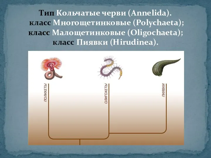 Тип Кольчатые черви (Annelida). класс Многощетинковые (Polychaeta); класс Малощетинковые (Oligochaeta); класс Пиявки (Hirudinea).